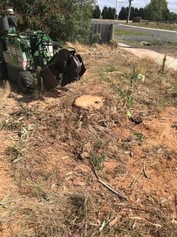 stump to be removed in Ballan